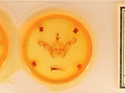 slide view of adult Nadata splendida