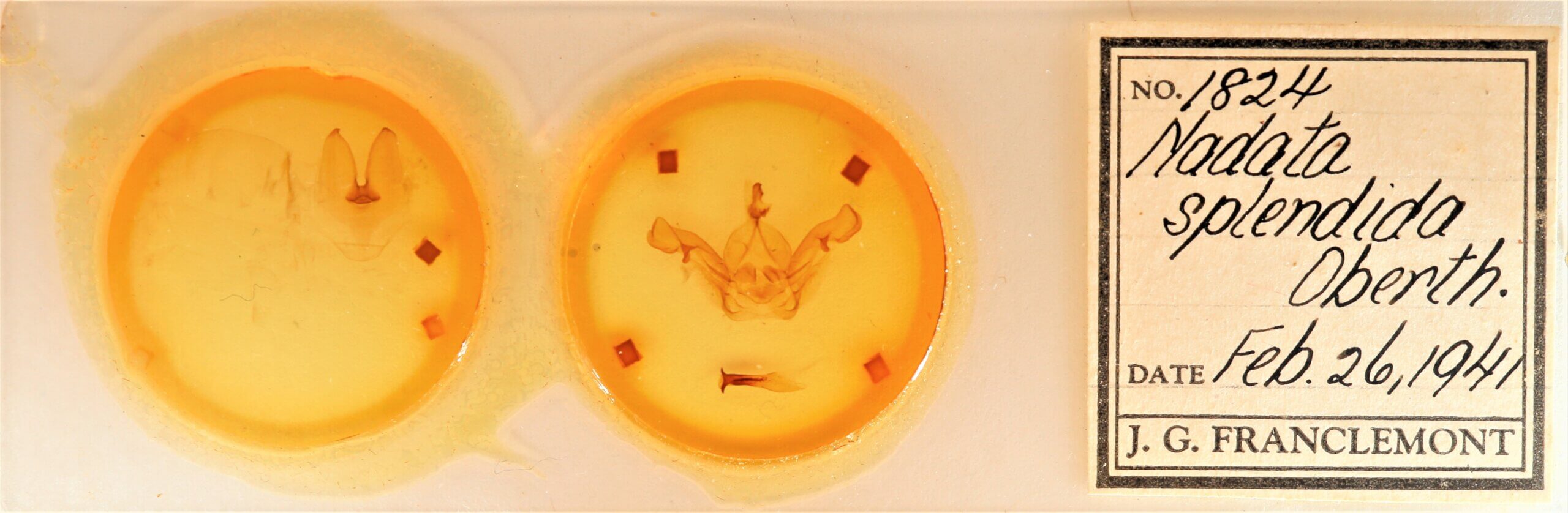 slide view of adult Nadata splendida