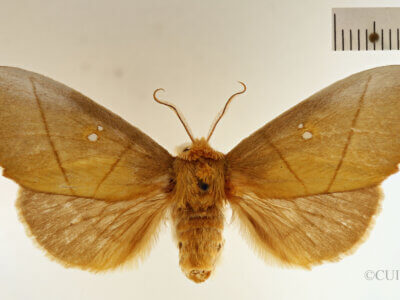 dorsal view of adult Nadata splendida