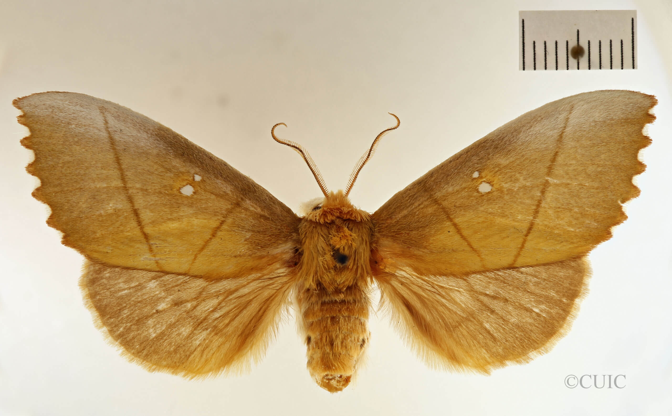 dorsal view of adult Nadata splendida