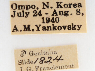 label view of adult Nadata splendida