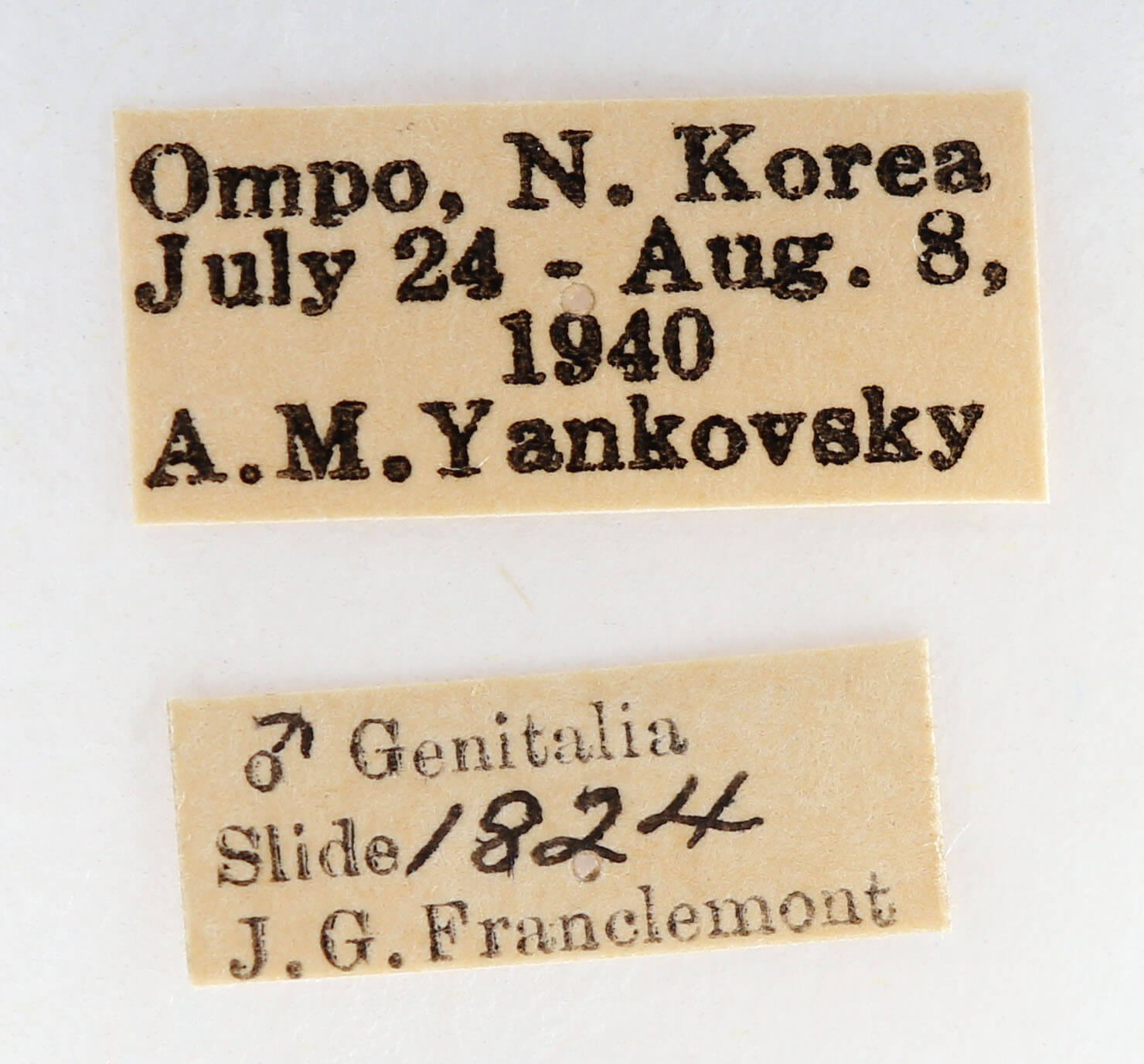 label view of adult Nadata splendida