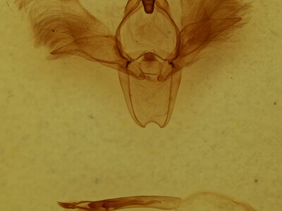 genitalia view of adult Scoedisa sp.