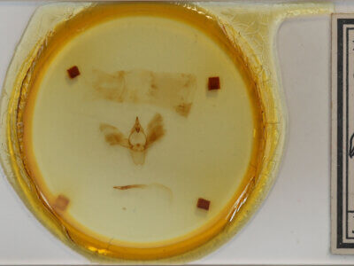 slide view of adult Scoedisa sp.