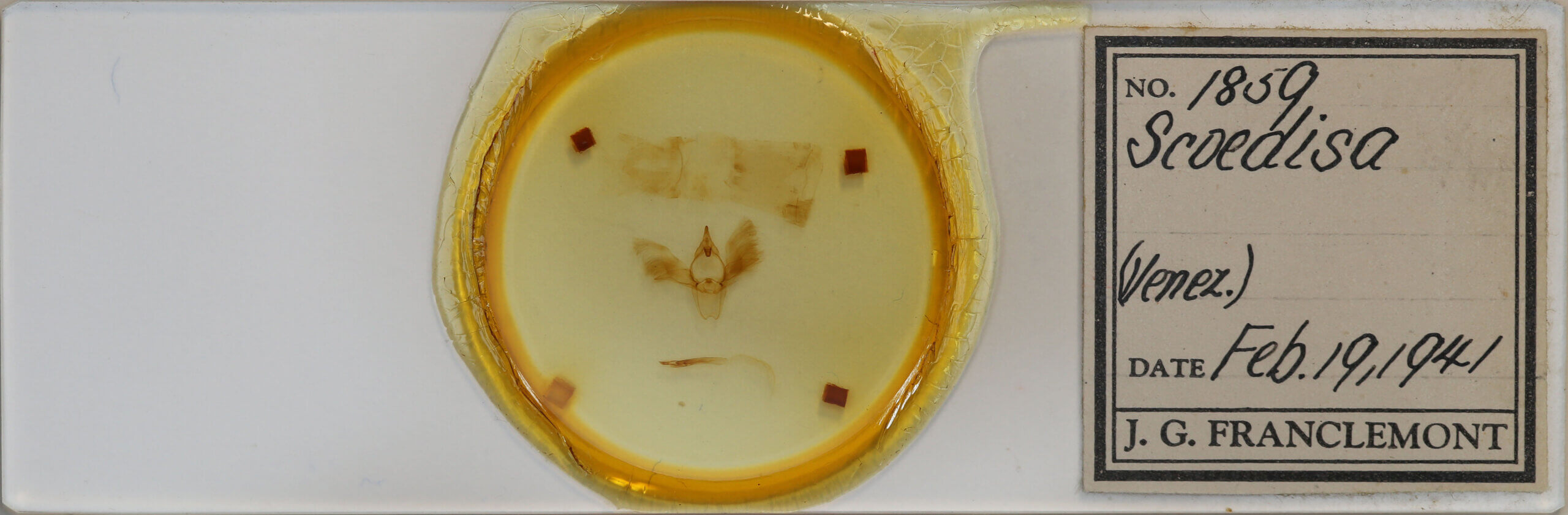 slide view of adult Scoedisa sp.