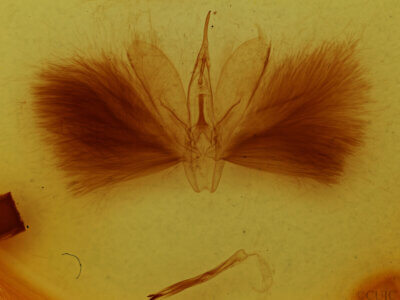 genitalia view of adult Alabama sp.