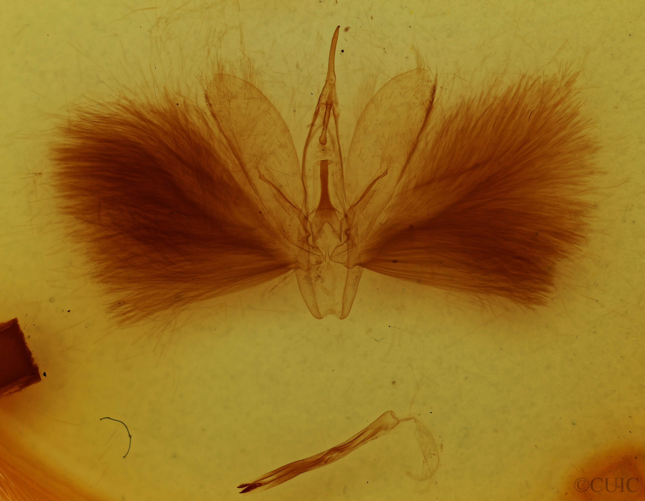 genitalia view of adult Alabama sp.