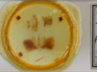 slide view of adult Alabama sp.