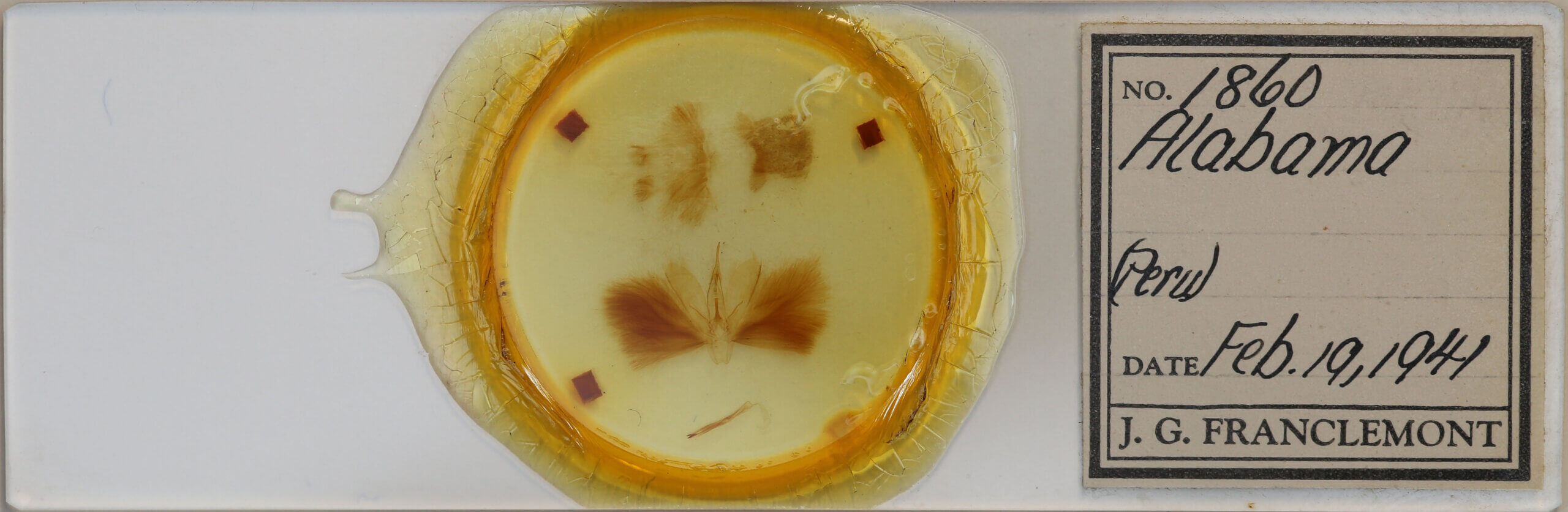 slide view of adult Alabama sp.