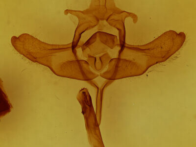 genitalia view of adult Colocasia sp.