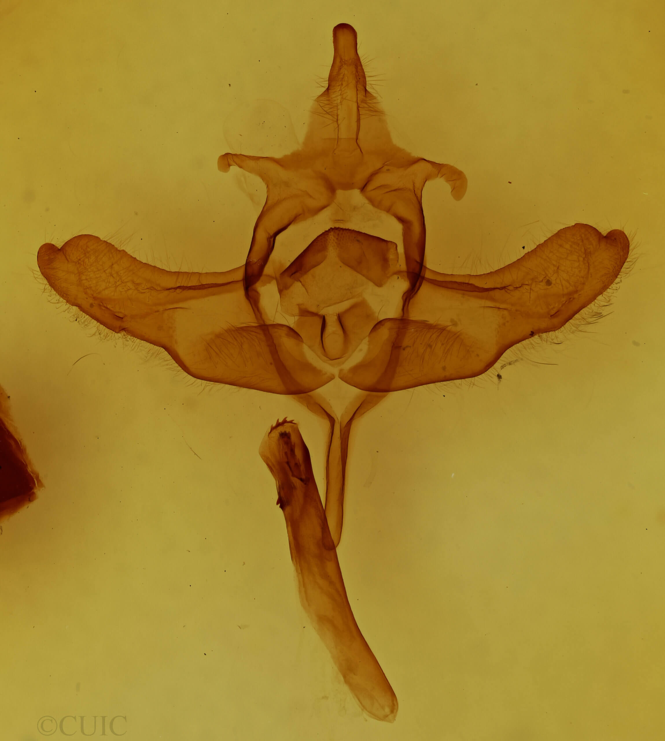 genitalia view of adult Colocasia sp.