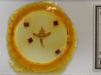 slide view of adult Colocasia sp.