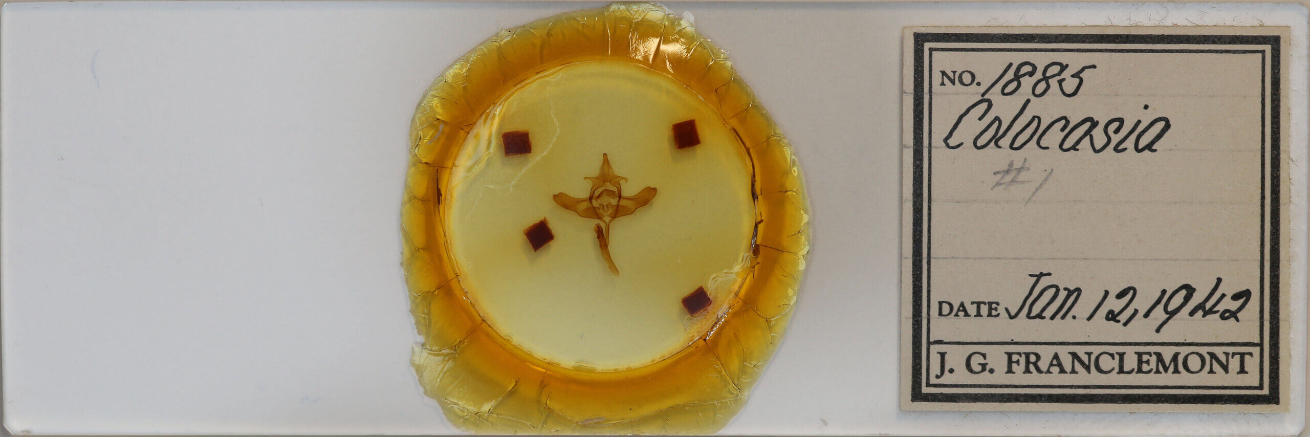 slide view of adult Colocasia sp.