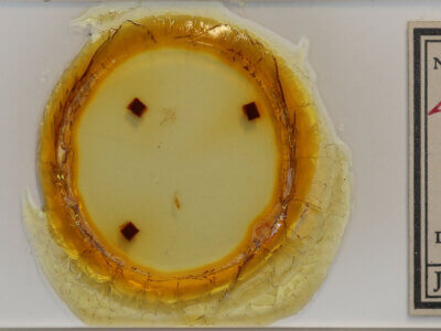 slide view of adult Idia sp.