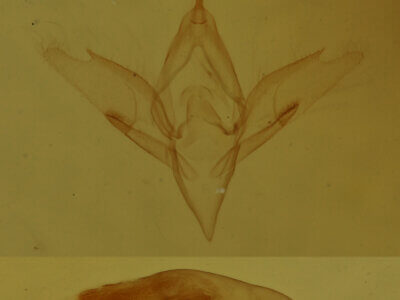 genitalia view of adult Idia sp.