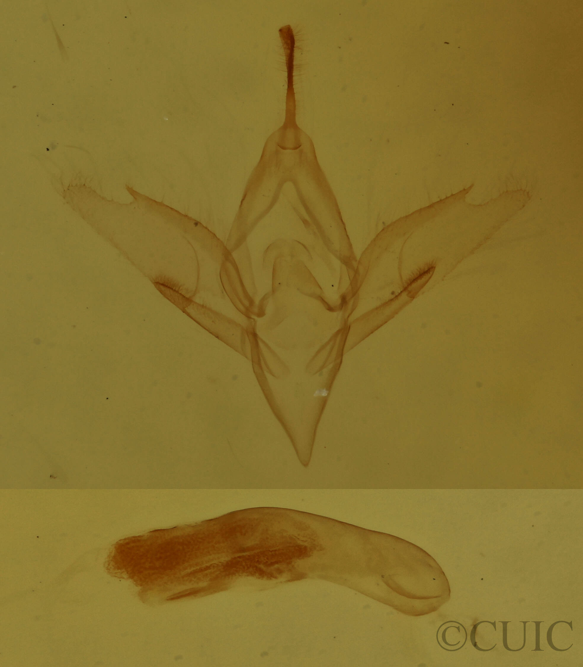 genitalia view of adult Idia sp.