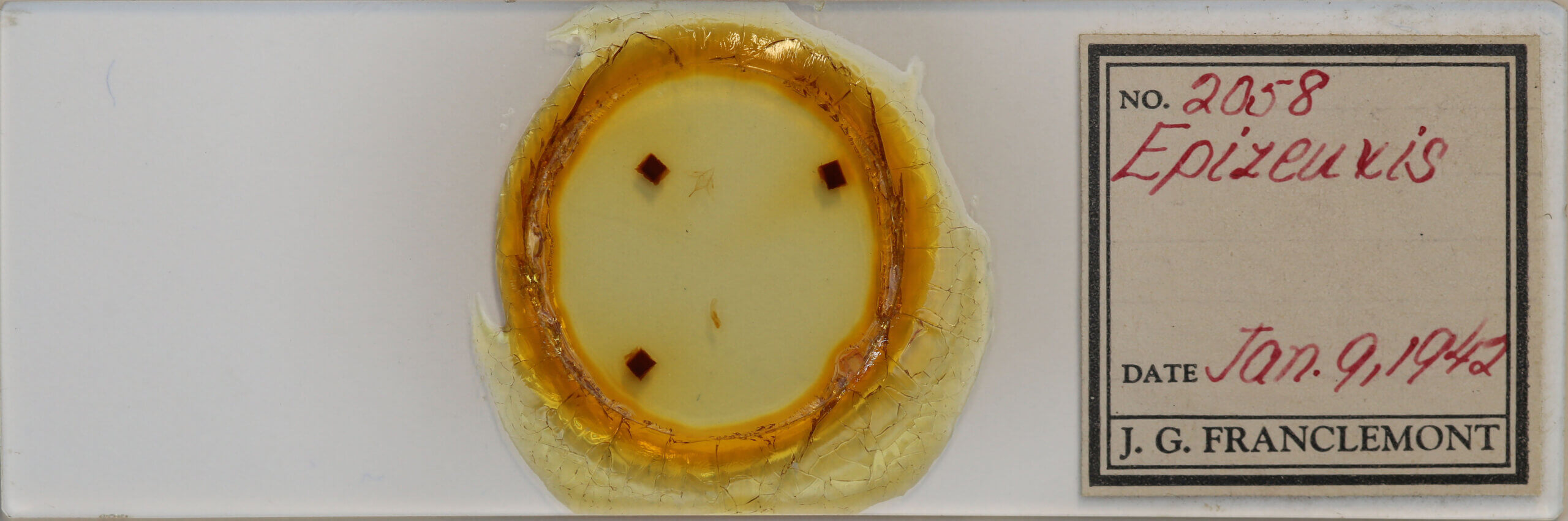 slide view of adult Idia sp.