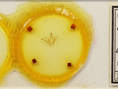 slide view of adult Oligocentria simplex?