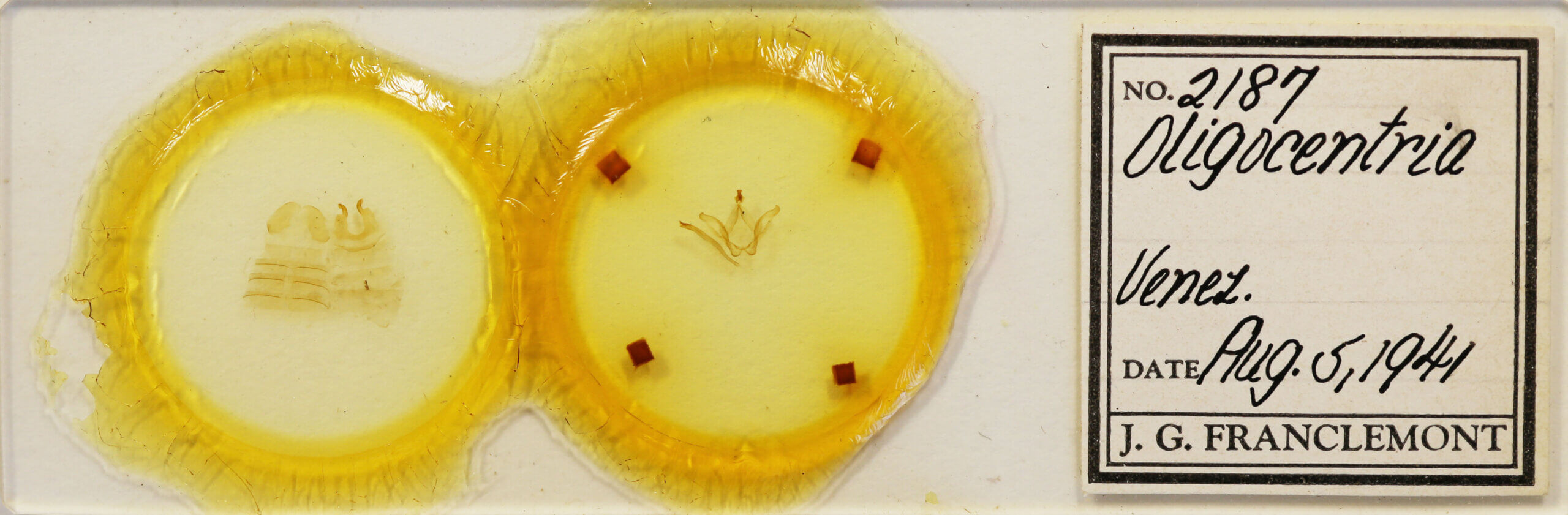 slide view of adult Oligocentria simplex?