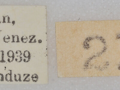 label view of adult Oligocentria simplex?