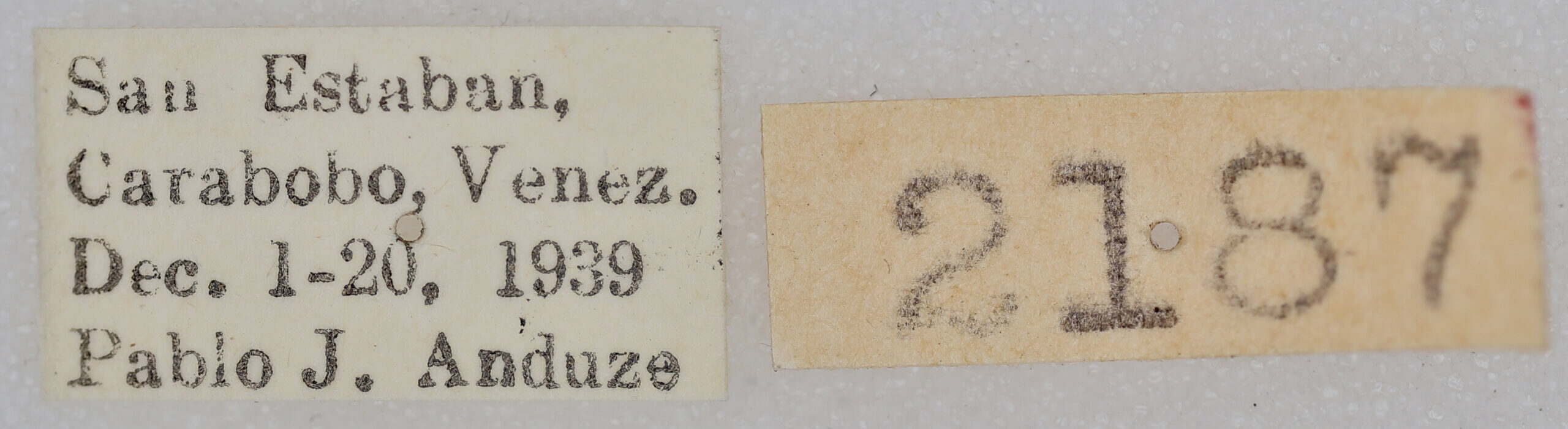 label view of adult Oligocentria simplex?