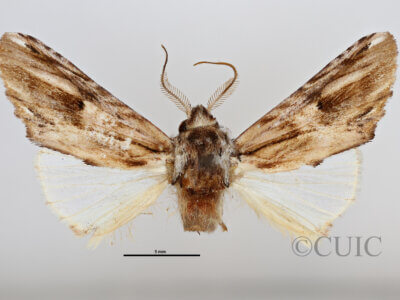 dorsal view of adult Oligocentria simplex?