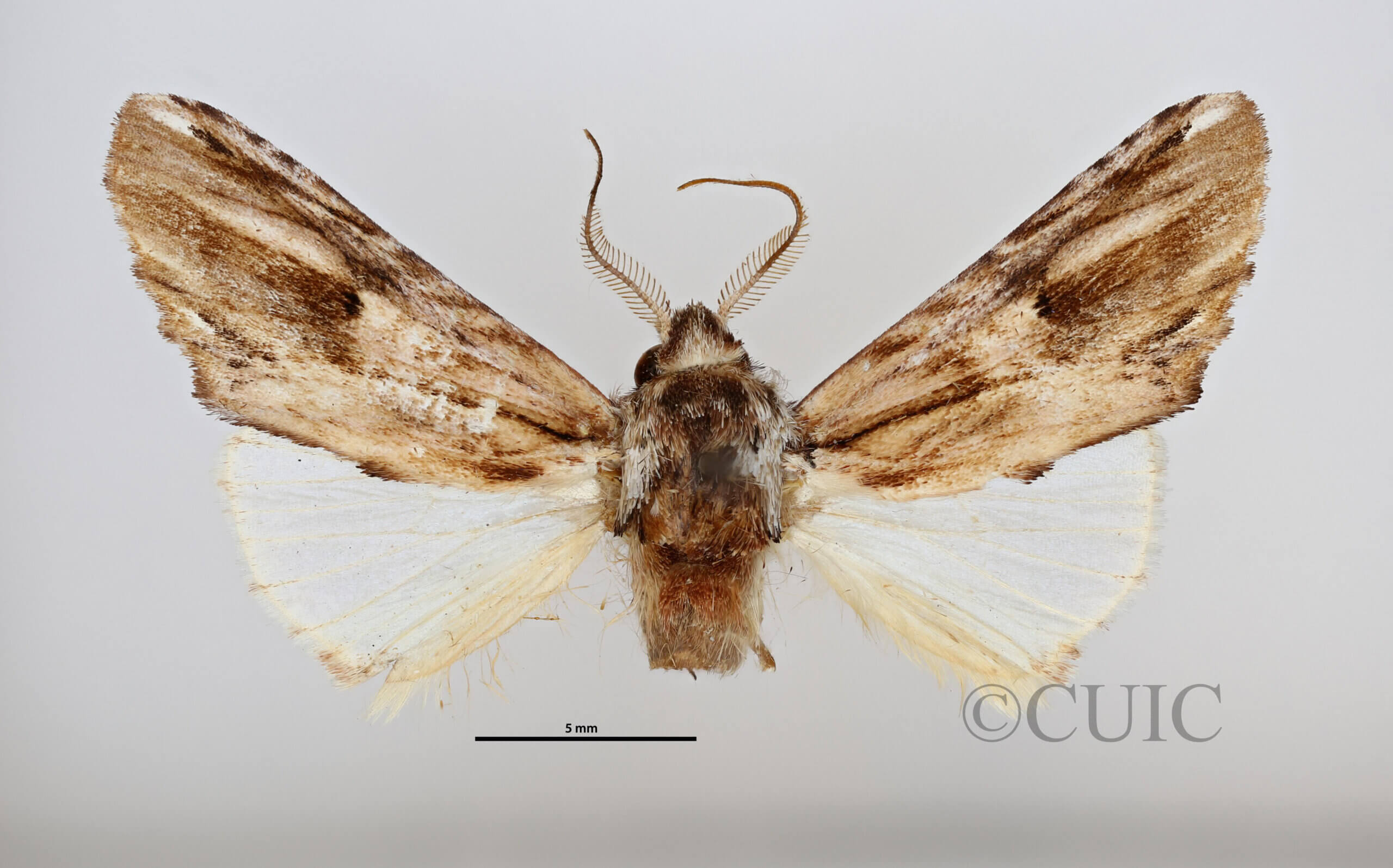 dorsal view of adult Oligocentria simplex?