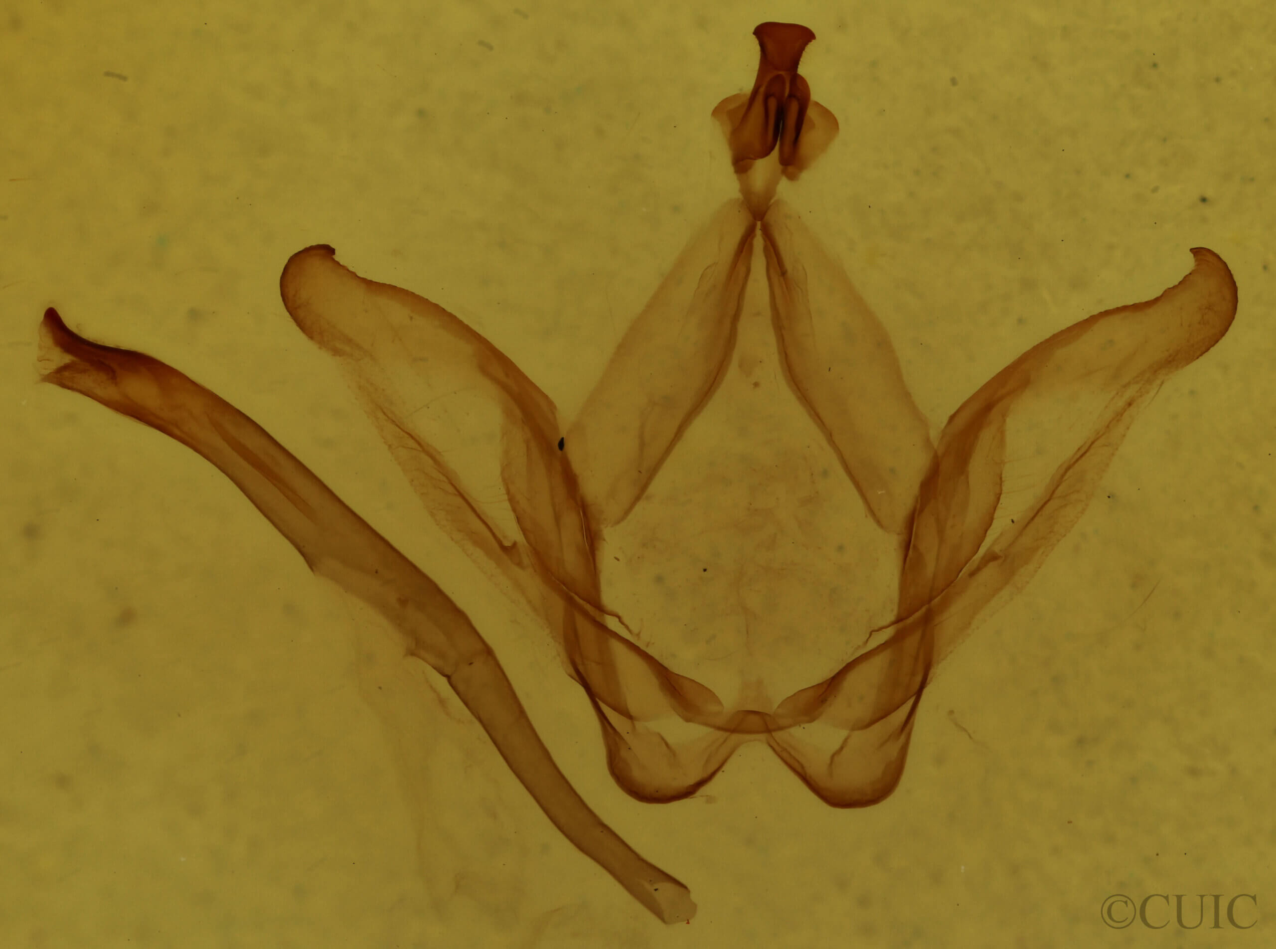 genitalia view of adult Oligocentria simplex?