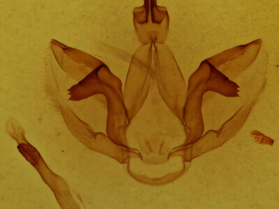 genitalia view of adult Schizura disparalis