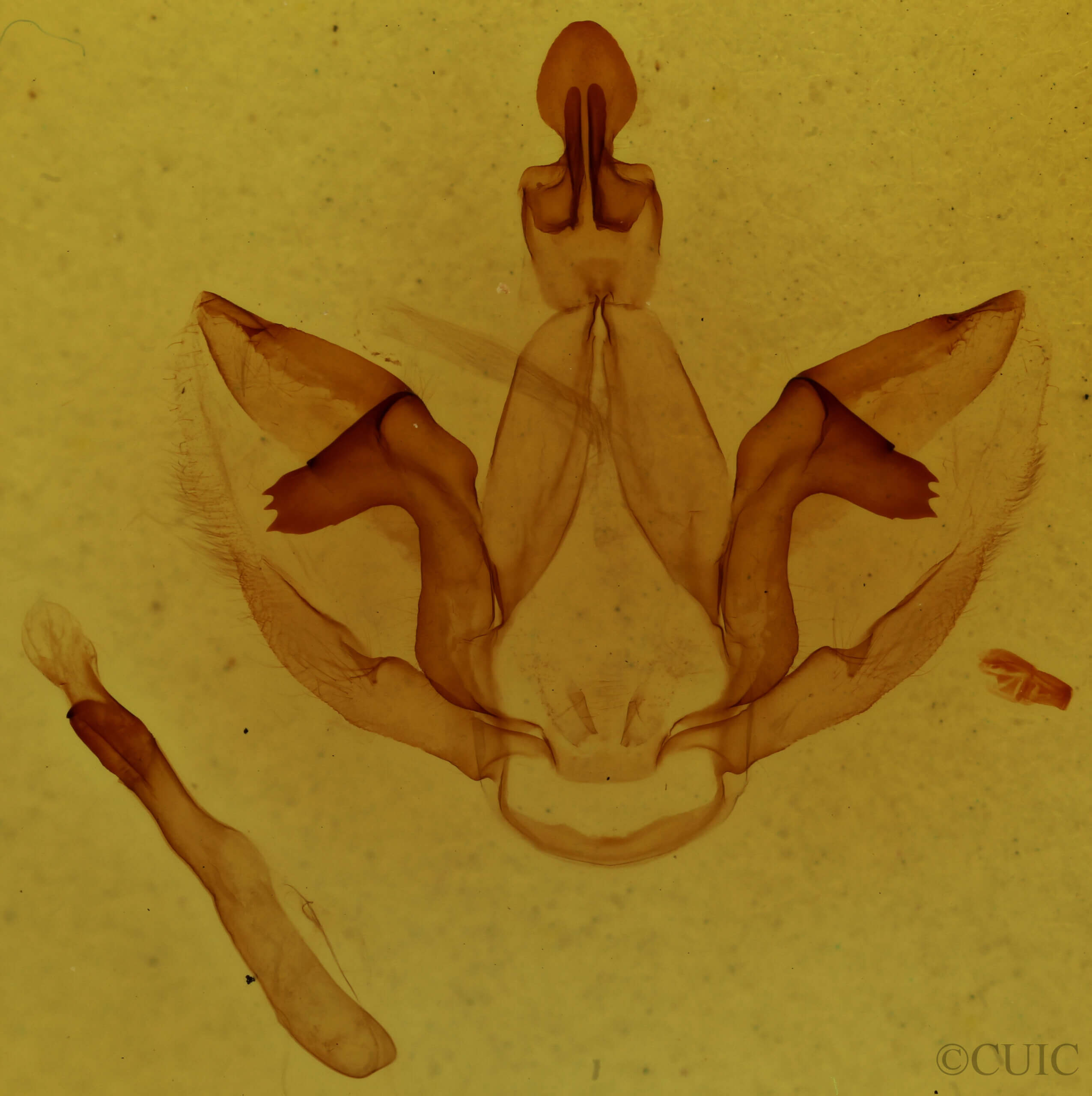 genitalia view of adult Schizura disparalis