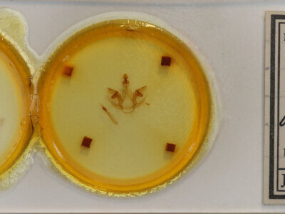 slide view of adult Schizura disparalis