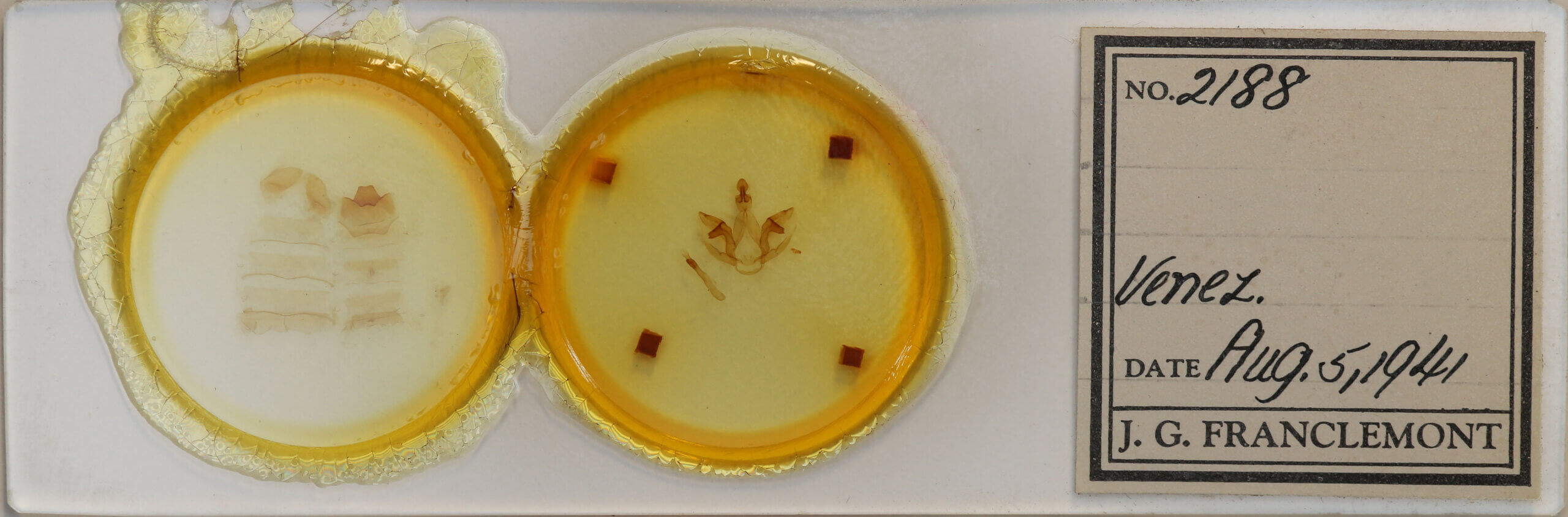 slide view of adult Schizura disparalis