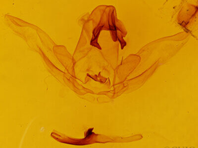 genitalia view of adult Schizura limosoides