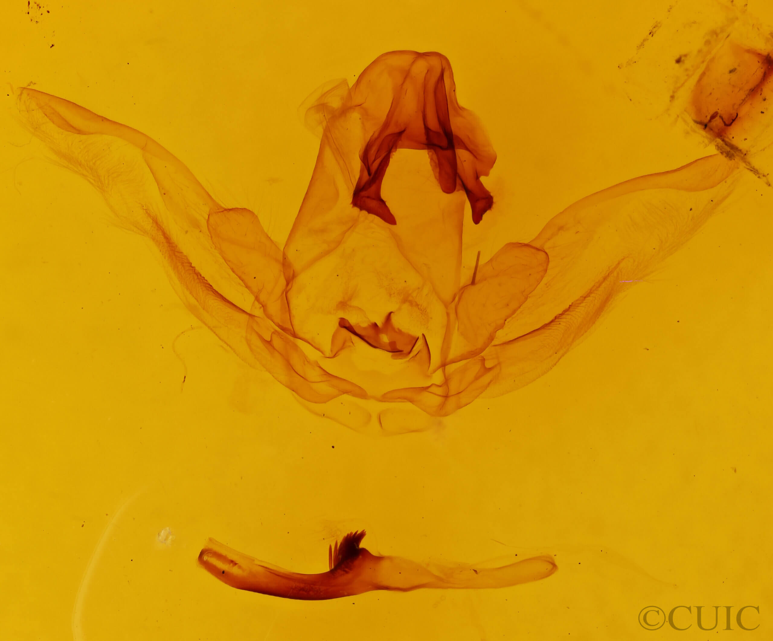 genitalia view of adult Schizura limosoides