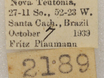 label view of adult Schizura limosoides