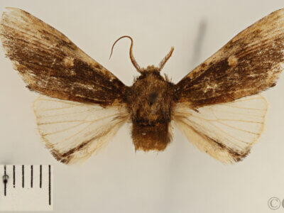 dorsal view of adult Schizura limosoides