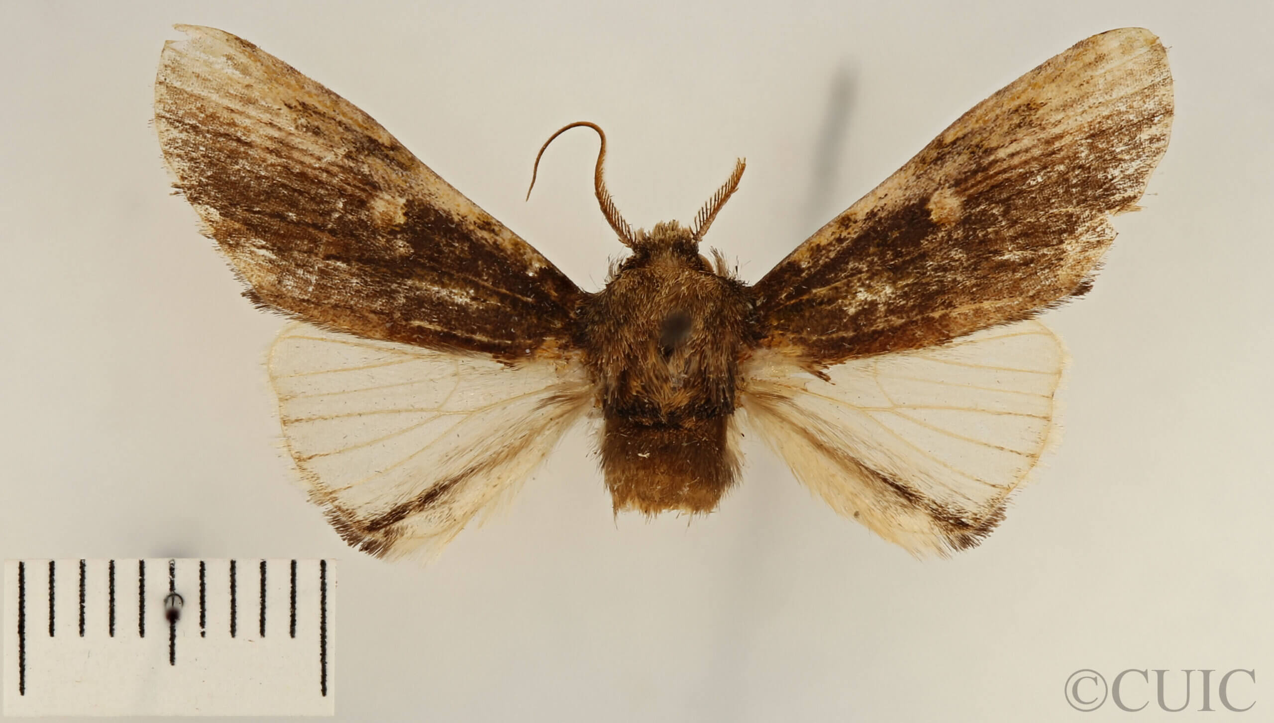 dorsal view of adult Schizura limosoides