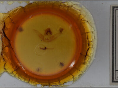 slide view of adult Schizura limosoides