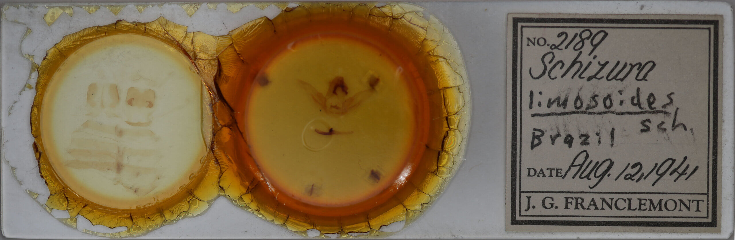 slide view of adult Schizura limosoides