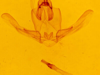 genitalia view of adult Schizura limosa