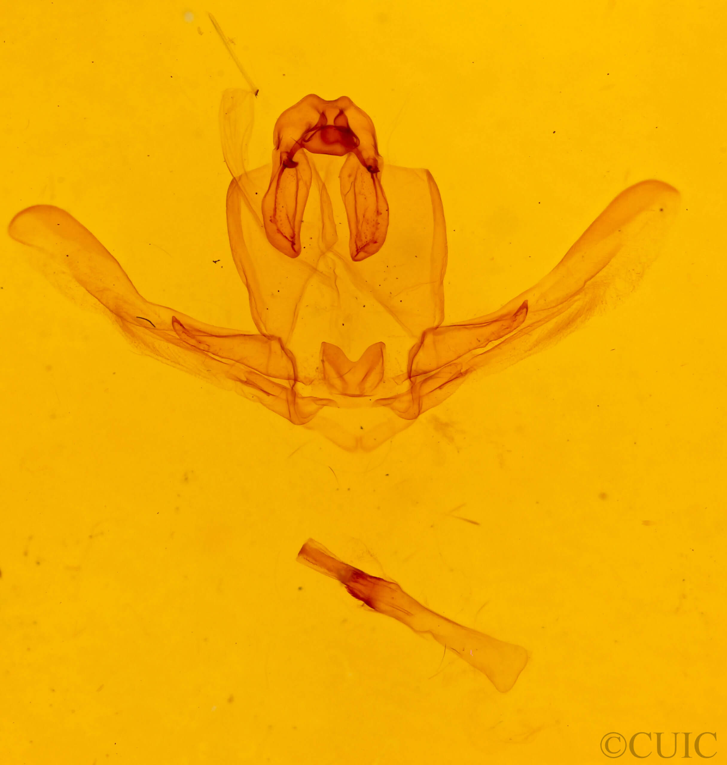 genitalia view of adult Schizura limosa