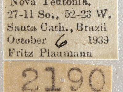 label view of adult Schizura limosa