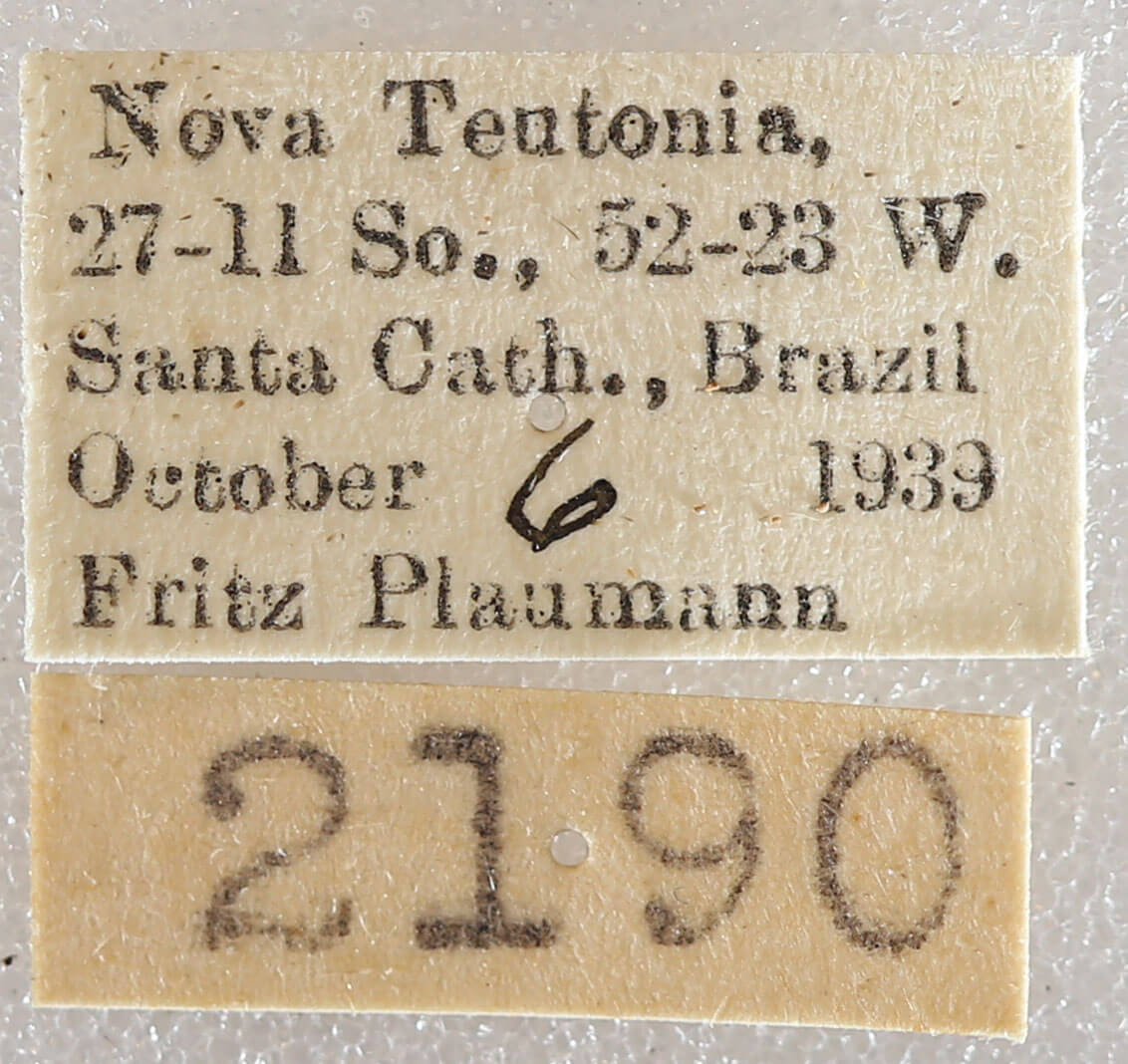 label view of adult Schizura limosa