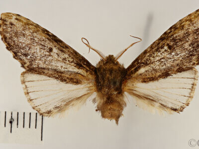 dorsal view of adult Schizura limosa
