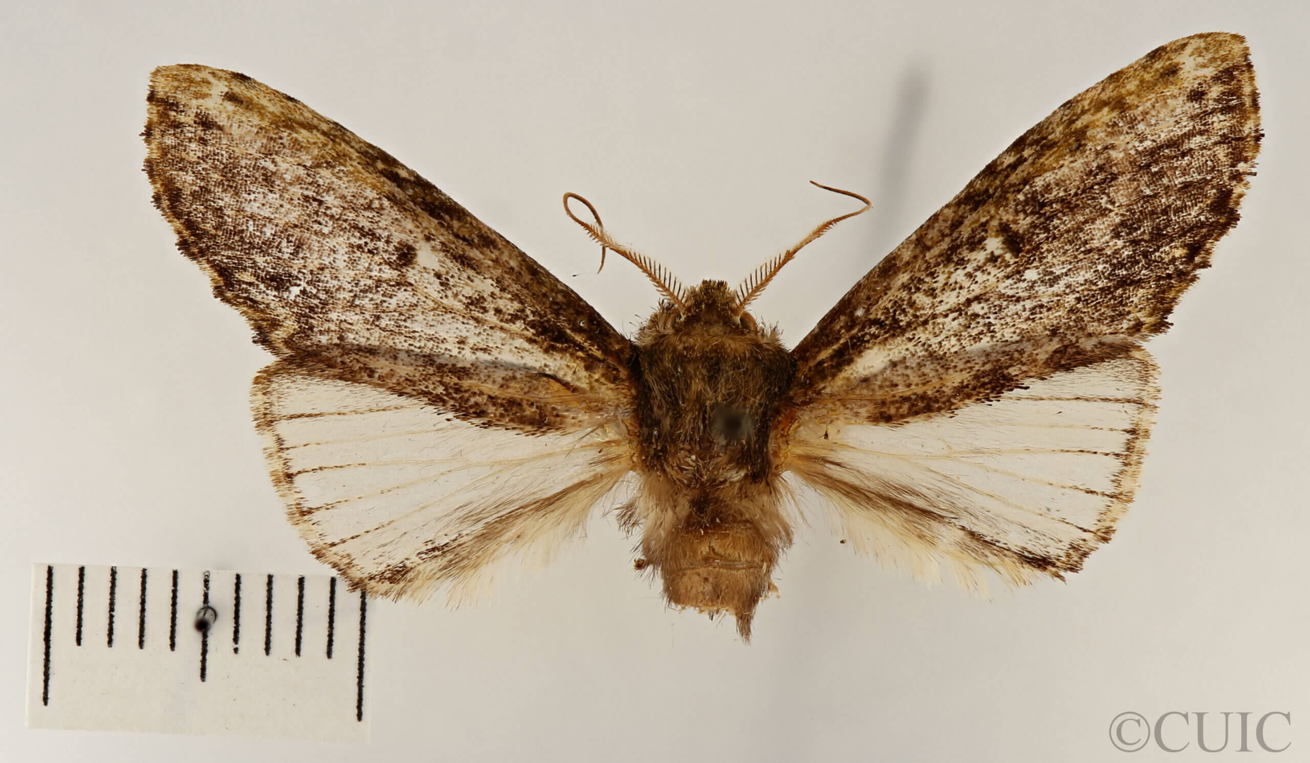 dorsal view of adult Schizura limosa