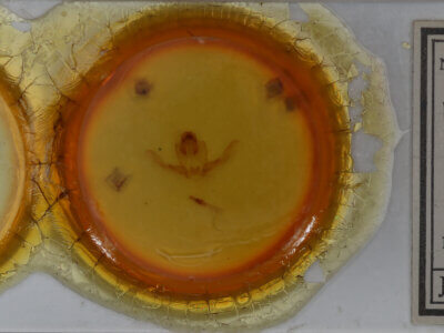 slide view of adult Schizura limosa