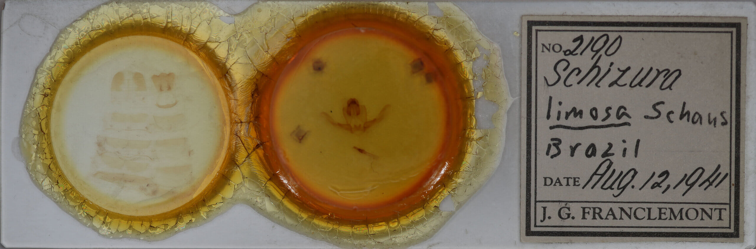 slide view of adult Schizura limosa