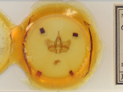 slide view of adult Cicinnus sp.