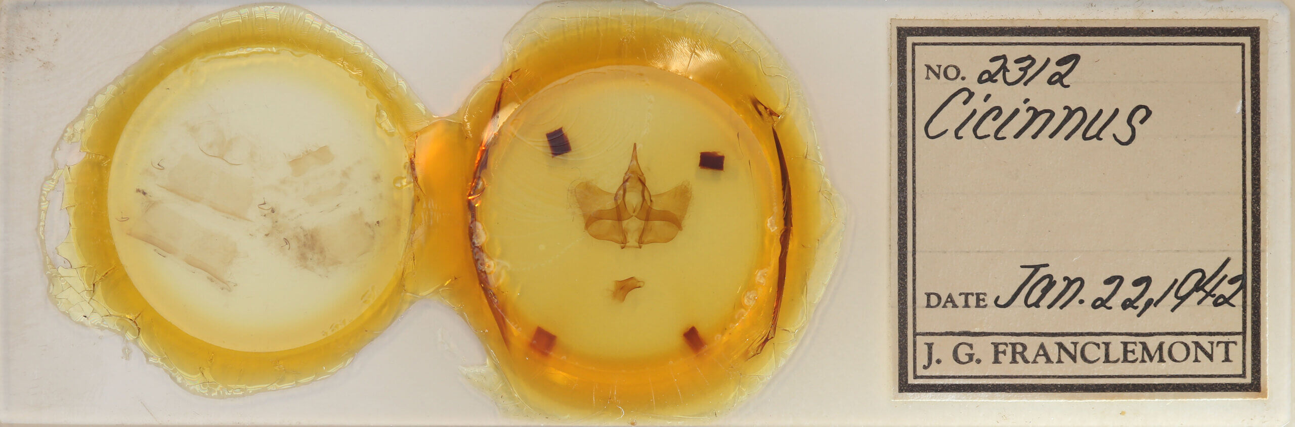 slide view of adult Cicinnus sp.