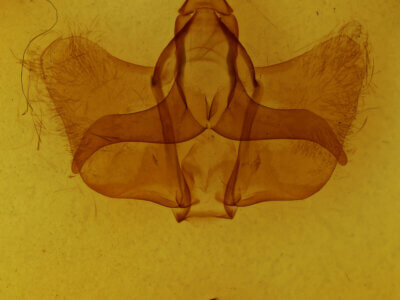 genitalia view of adult Cicinnus sp.
